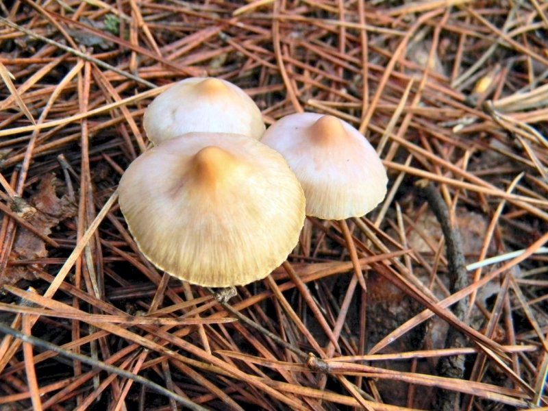 Inocybe da determinare